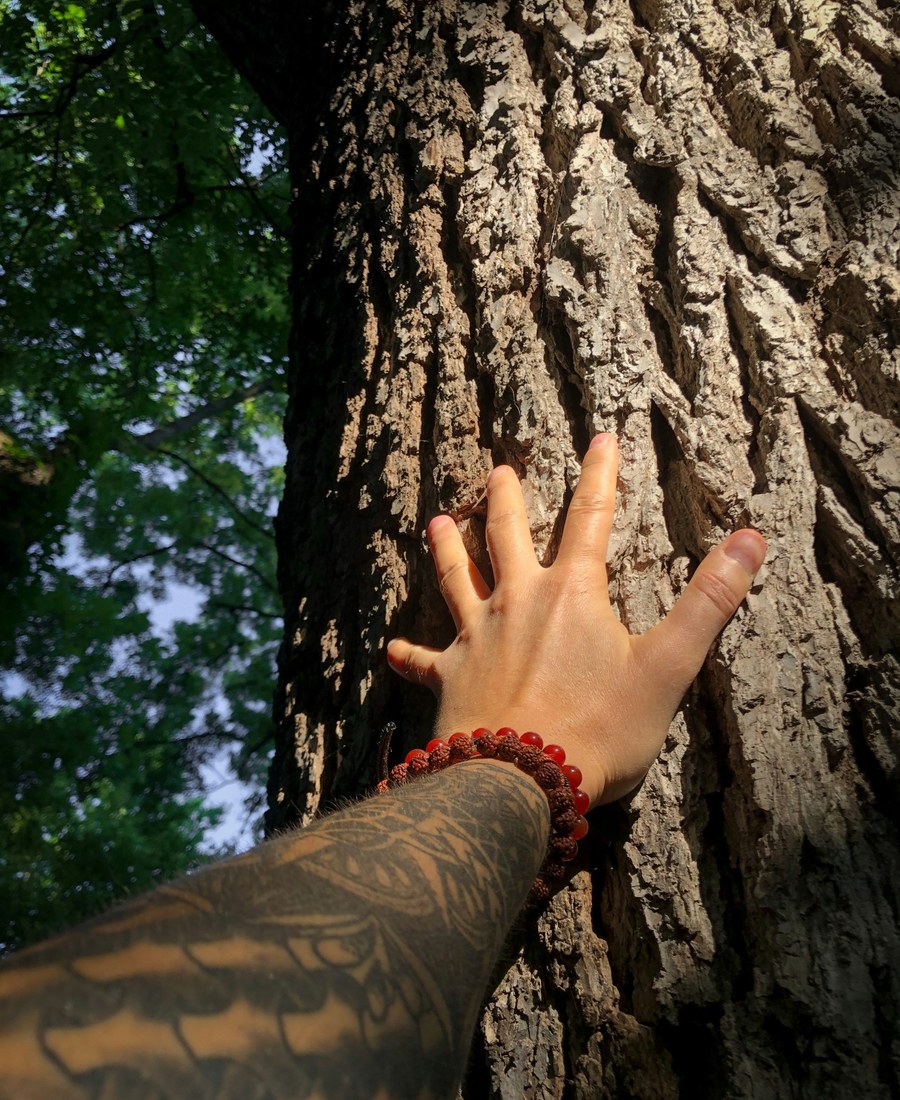 Mano apoyada sobre un árbol en una experiencia de conexión con la naturaleza